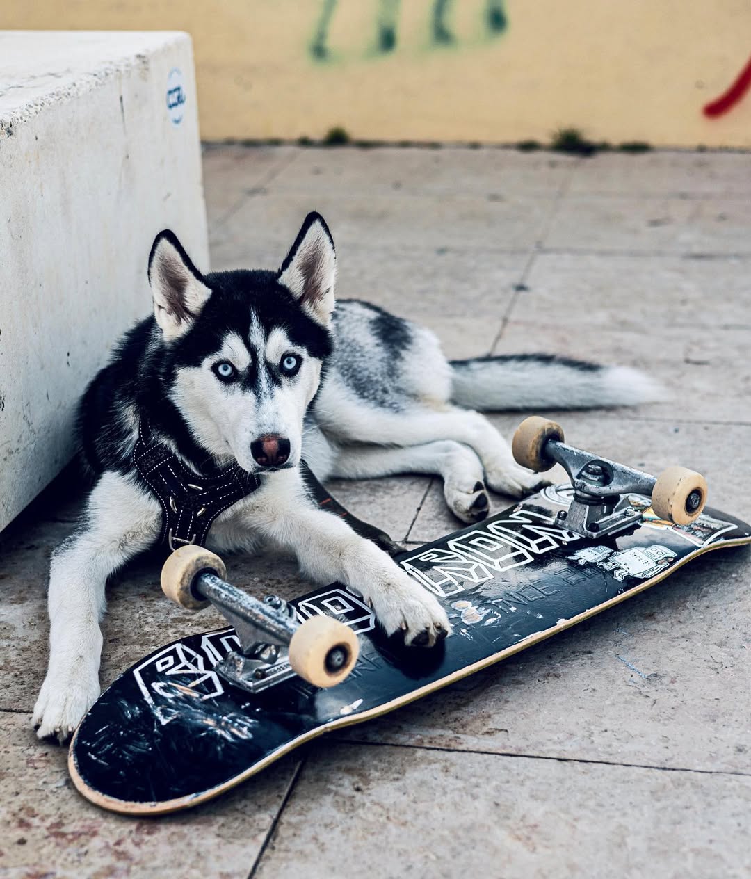 Portimao Skate